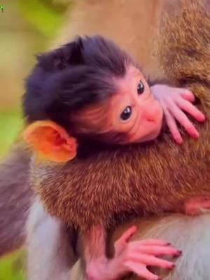 Please send some comments about this baby here 💕 #baby #monkey #cute #usa🇺🇸 #life #❤️ #babymonkey #sosweet #2025 