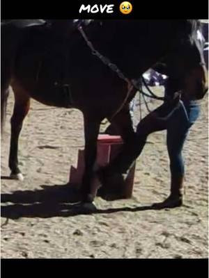 Another instance of hobble training being beneficial. #lessonhorse #mare #beginner #firstride #priceless #lesson #ridinglesson #besthorse #bestmare #quarterhorse #horseback #hobble #basics #foundation #training #worthherweightingold #sandiego #equestrian 