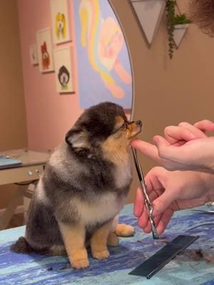 He looks like a little squirrel 🐿️  . #dogs #doggrooming #dogsbylogan #cutedogs 