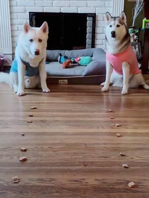 🏁Who Won?🏆🤣 #calihuskyteerz #siberianhuskies #dogsoftiktok #petsontiktok #mariokart #huskylife #lifewithahusky #fyp #foryoupage 