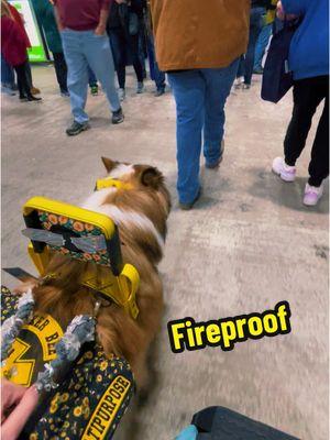 Baby, we’re Fireproof🔥 #fyp #foryou #foryoupage #dogtok #dogsoftiktok #DogTraining #dc #servicedogtraining #servicedogtok #servicedogs #disability #fireproof 