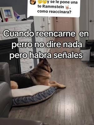 Replying to @peln3528 #mexican #perros #fyp #mascotas #ilegal #funnyvideo #perrostiktokers #foryoupage 