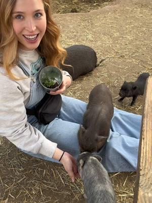 Dreams really do come true… surrounded by mini pigs on my birthday 🐷🙂‍↕️ @SoCalMiniPigs #minipigs #sandiegoactivities #sandiegohiddengems 