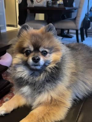 I’m perfect. #cashthepompom #cutedog #dogsoftiktok #poms #pomeranians #dogs #pomsoftiktok #pomeraniansoftiktok 