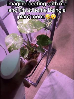 Gotta protect ya peace😮‍💨🤌🏽#plantsoftiktok #plantmom #plantmomaesthetic #thaiconstellation #monstera #alocasia #alocasiacare #alocasiapolly #stringofheartsvariegated #stringofhearts 