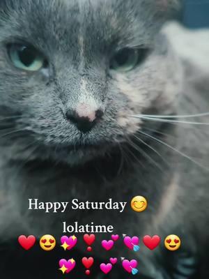 Lola time #catsaremylife #famouscat #viralcat #mycat #catslovers #sweet #cat #catsoftiktok #mycat #tomycat #catlover #graycatsoftiktok #nigeriantiktok🇳🇬 #nigerianboyfriendl #nigeriaboyfriend #nigeria# #daddysgirl #catladytails 