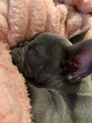 He puppied hard today with 3 car rides and a walk 🖤🩶🤍🐾 #fyp #frenchie #frenchbulldog #designerdogs #dog #puppy #bluefrenchie 