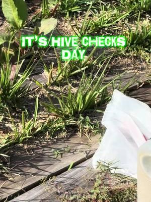 Winter is coming, and the bees are ready! 🐝❄️ Checking the hives to make sure our hardworking ladies are cozy and prepared for the cold months ahead. Homestead life doesn’t stop for the seasons! 🌾 #BeeKind #HiveCheck #WinterPrep #BeekeepingLife #HomesteadHeroes #RogueRootsAdventures #SaveTheBees #BuzzingThroughWinter