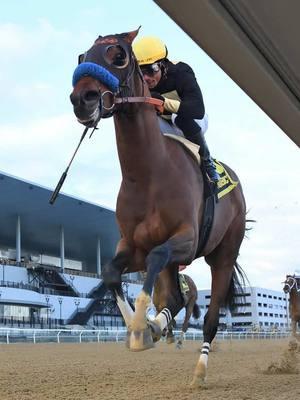 Cyclone State con Luis Rivera  consigue el triunfo en el  Jerome Stakes en #Aqueduct #nyraespañol #Nyra #aqueductracetrack #hipismo #hipicos #purasangre #hipica 