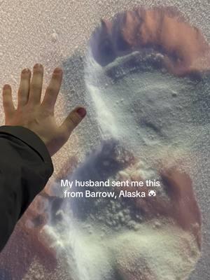 Polar bear!!! 🐻‍❄️🐻‍❄️ #alaska #barrow #lifeinalaska #alaskalife #livinginalaska 