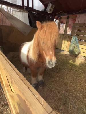 We love you so much Dakota ❤️ he’s so stinkin cuuuuuuute 😍#dakota #dakotabagota #shetlandpony #ilovemykiddos❤️😘 