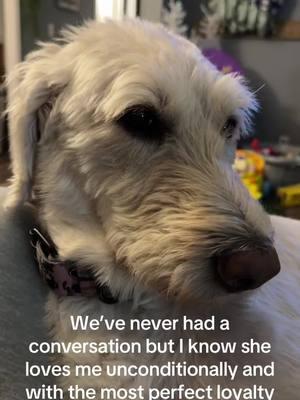 #thatsjustmybabydog #canipetthatdog #labradoodle #labradoodlesoftiktok #loyal #dogs #dogsoftiktok #goodgirl #trending #viralvideo #viraltiktok #trend #fypシ 