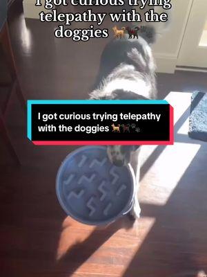 I got curious trying telepathy with the doggies 🐕🐕‍🦺🐾 I’m kind of a homebody and spend more time with plants, pets, and spirits than I do with people.  On a scale to 1-10, how easy is it to read your dog’s mind 😝 Do you try it at home or sometimes practice with the doggies you dogsit  or care for? #telepathy #telepathytapes #telepathytest #empath #highlysensitiveperson #empaths #dogsitting #dogwhisperer #clairaudience #channeling #channeler #channeling 