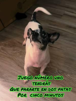 #CapCut #chihuahua #chihuahuastiktok #chihuahuafanclub #chihuahuasoftiktok #chihuahuasoftiktok #chihuahualove #chihuahuapuppy #chihuahuamexico # fyp #foryou #ypi) ##unny #foryourpage #fypage #fyp viral #virsi #parati #paratupagina #paratuhermana #paratupaginadetiktok #perros #viral #viralvideo #perro #babydogs #doggy #doggylove #rock #rockstar #fyp #tiktokdogs #puppy #dogsoftiktok #tiktokdog #petdog #viral #nyc #lovepetsusa #foryourpageofficiall #CapCut #chihuahua #chihuahuastiktok #chihuahuafanclub #chihuahuasoftiktok #chihuahuasoftiktok #chihuahualove #chihuahuapuppy #chihuahuamexico # fyp #foryou #ypi) ##unny #foryourpage #fypage #fyp viral #virsi #parati #paratupagina #paratuhermana #paratupaginadetiktok #perros #viral #viralvideo #perro #babydogs #doggy #doggylove #rock #rockstar #fyp #tiktokdogs #puppy #dogsoftiktok #tiktokdog #petdog #viral #nyc #lovepetsusa #foryourpageofficiall #navidad #navidadentiktok #christmas #christmastree #squidgames 