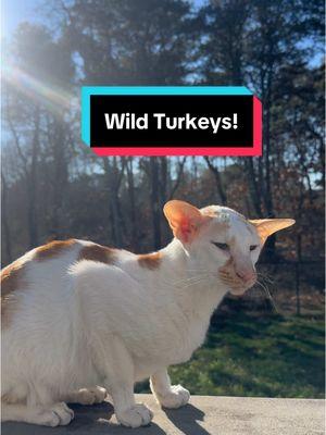 The wild turkeys walking through our yard! Winstony was very pleased 😻🦃 #honk #fyp #cats #orientalshorthair #wildturkeys #hannahzgreat #winstony #fivecrazycats #catsoftiktok #funnycats 