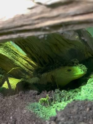 This is not a nope rope… #leglesslizard #reptile #lizard #reptilesoftiktok #lizardtok 