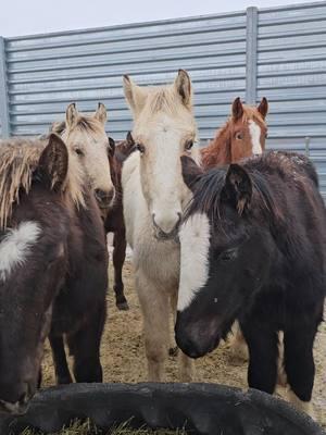 We decided last minute to attend an auction today - no fundraising, just faith. Prices were all over the place but the low end horses were lower than they have been. A pen with a lot of injuries caught our eye. Stay tuned to see if we brought anyone home! #horserescuereality #hifromsouthdakota #horsesoftiktok #horseauction