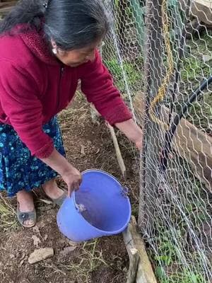 44 #pollos#comocuidar#campo#rancho#vidaderancho#gallinas 