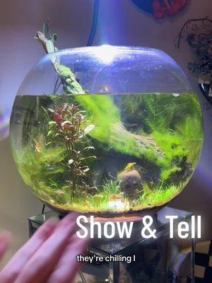 ✨Show & Tell✨adult style 🤓 #shrimptank #showandtell #terrarium #thrifting 