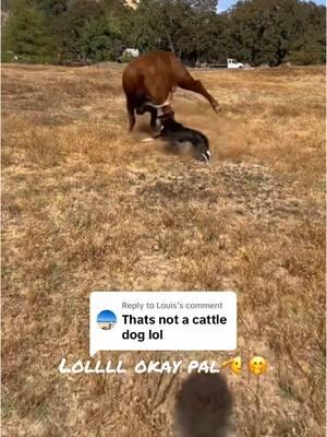 Replying to @Louis  Sis fetching that one ol cow out of the horse pasture back to where she belongs. 🐮 🌾 #cowdogs #bordercollie #fyp #cattledog 