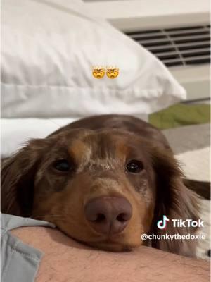 ??🤭🐶#🤣🤣🤣 #olguitatiktoker #fypシ゚viral🖤tiktok #dog #dogsoftiktok #perros #puppy #Love 