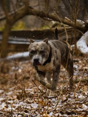 Zarek and Zhantelle enjoying their day in the woods together 🖤😍 . #merle_mansion_bullies #merle #merlebullies #puppy #puppies #pitbull #pitbulls #minneapolis #minnesota #americanbullies #americanbully 