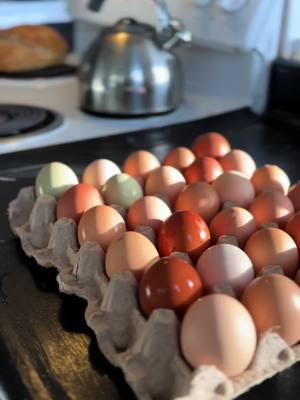 Simple ✨ #sustainable #homestead #alaskalab #idaho #grubblyfarms #highprotein #chicken #chickens #chickensoftiktok #fresheggs #dutchshepherd #sourdough 