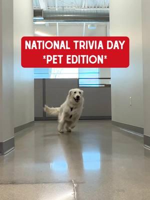 Our office dogs woke up today and chose trivia master. 🐶🎓 Think you can beat them? Let us know how you did in the comments! #nationaltriviaday #triviaday