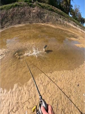 One of the craziest things I’ve seen on my cross country trip so far! This was also probably the easiest fish I’ve caught so far as well 🐠🤣 • •  • #fishing #florida #playoutside 