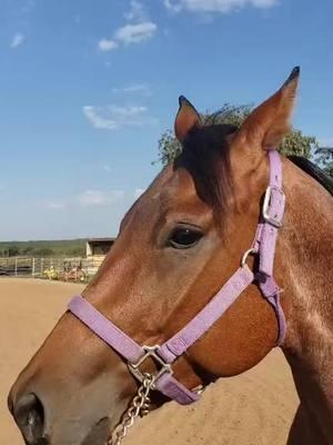 #ranchlife #caballos #fyp #showhorses #horses 