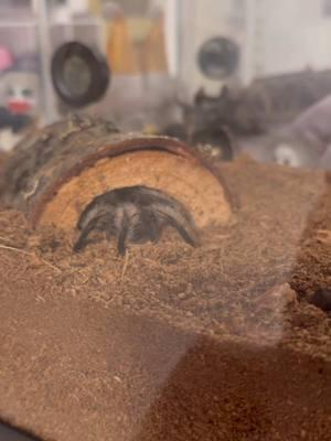 She’s just a girl 🎀 🕷️  Meet my pretty Tliltocatl albo. Or curly hair tarantula. I adore her 🩷🫶🏻 she recently molted and is such a fluffy hungry girl  #tarantula #spider #curlyhairtarantula #tarantulasoftiktok 