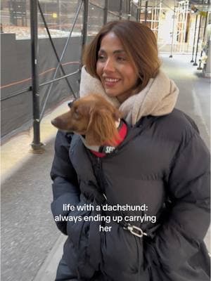 She knows we’re suckers for her and she takes full advantage  #dauchshundsoftiktok #dauchshund #puppy #fyp #socute 