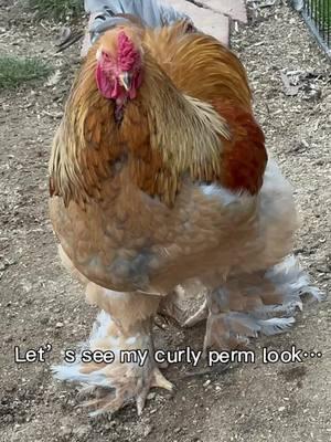 #aifilter #capcut #fluffy #curly #brahma #rooster #honey #chickensoftiktok #itssofluffy 