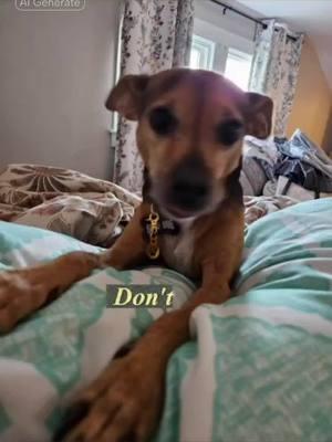 Sonny can sing #CapCut #lovepuppies #dog #cutedoggos #dogowner #dogs #cutedogs #happydoglife #dogslife #dogmom #doglover #puppies #puppylife #lovepuppies #dogsoftiktok #puppiesoftiktok #puppybelike #puppylife #puppy #funnydog #playfuldog #dogslifestyle 