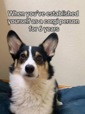 Can anyone guess her breed?? (PS: Don’t worry, I’m still horribly addicted to Pembroke Welsh Corgis) #maslowthetrickcorgi #dogsoftiktok #dog #corgisoftiktok #DogTraining #sportdog #fitdog #dogtrainer #purebreddogs 