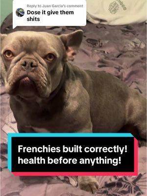 Replying to @Juan Garcia peanut butter oatmeal is an amazing superfood for pets and humans ! And no it doesn’t give my dogs the runs… much healthier then the fast food drive thro many are sitting in right now #frenchies #mealpreps 