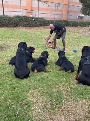 Part 3 Live 5 Rs: Refresher training on stay during water 💦 break at the park! #fyp #influencer #dc #rottweilerlovers #dog #foryourpage #rottweiler #georgia #westcoast #california #eastcoast 