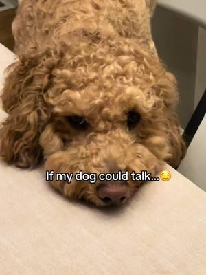 That’s exact his thoughts I bet!🤤😆😅 #dogsoftiktok #dog #funny #fypシ #hungry #hungrydog #foryou 🐶