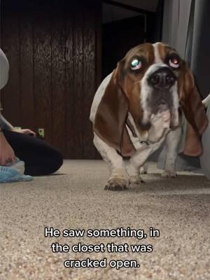 WHAT'S IN THE CLOSET?!?!  #beauthebasset #bassethound #scared #scaredydog #dogtok #onthisday 