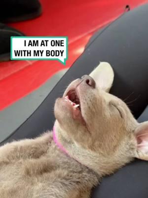 Puppy relaxes during yoga. #follow #me #formore #coolstuff #ifyourecool #doit #hitlike #fatheristheone #funny #humor #comedy #hilarious #puppy #dog #yoga #relax #calm