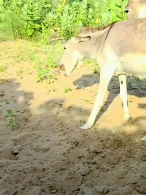 #donkeyshrek #donkeys #donkeyskin #donkeyshow #donkeysanctuarybonaire #donkeysanctuary #donkeyshrek #donkeys #donkeyskin #donkeyshow🤣 #donk #shorts #videos 