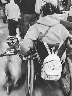 NEVER will be🐾 #fyp #foryou #foryoupage #dogtok #dogsoftiktok #DogTraining #dc #servicedogtok #servicedogs #disability #servicedogtraining #sdc #roughcollie #servicedog 