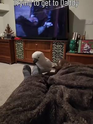 he's always so obstinate #BanditTheCockatoo #parrotsoftiktok #talkingparrot #cockatoo #umbrellacockatoosoftiktok #umbrellacockatoo #talkingbird #parrot #attitude #personality #bird #birb ##birdsoftiktok #birbtiktok #birbturd #birbtok #birdsofinsta #cockatoosofinstagram #parrotsofinstagram #tiktokfamous #dad #daddy #daddyissues #taunting #wokeupandchoseviolence #brat #fightme #fightmebro 