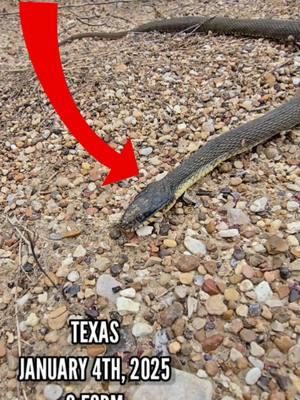 MOST REALISTIC SNAKE LURE! 😨😯 #fishing #fishingvideos #fishingtime #bassfishing #texasfishing #Outdoors #jermfishingtv #freshwaterfishing #fishtok #pondfishing #snake 