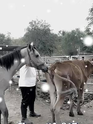 OMG Horse and cow breeding today #horselife #horselove #cowlove #cowbreeding #horseandcowbreeding #breedingcow #todayhorsecowbreeding #meeting #tiktok