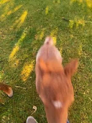 #CapCut Boom, boom, bam 💥 it’s Hot Sauce 🌶️ #paizleysponies #paintedponiesranch #horselife #ponies #horsetok #minihorse #horses #PetsOfTikTok #poniesoftiktok #animalsoftiktok #farmlife #minihorsesoftiktok #funnyvideo #colt #redroan #stud #horse #horses #cute 