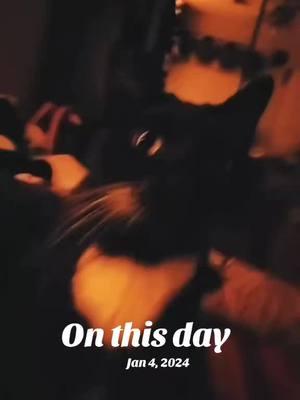 #onthisday the good old days #chipichipichapachapadubidubidabadaba #tuxedocatsoftiktok #cats 