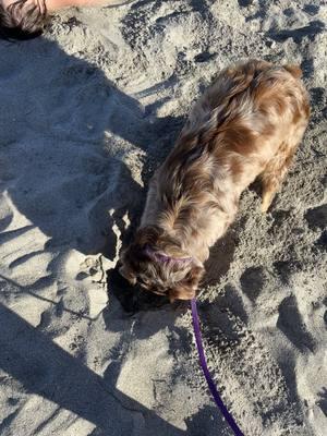 #beach #treasure #diggingforgold #flordia #miami #dogsoftiktok 