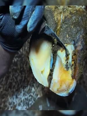 HORRENDOUS HOOF ... turns to perfection-Part 2#satisfying #oddlysatisfying #asmr #farrier #cow #cows #TheHoofGP#horse #hoof #hooftrim #hooftriming #hoofpick #hoofcleaning #hoofcare #hooftok #horse #farrier #farriersoftiktok