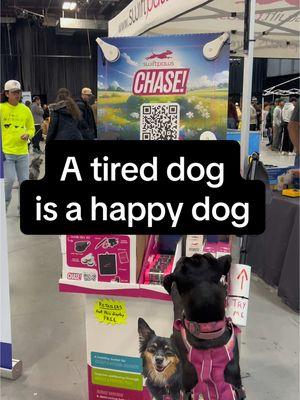 The baby of the family, Sally the pit mix, just can’t get enough of SwiftPaws fun. @SwiftPaws #superpetexpo #swiftpaws #bullybreeds #pitmix 